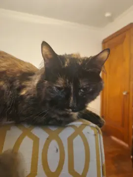 Photo of Cloaker’s cat 1