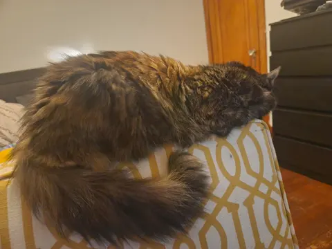 Photo of Cloaker’s cat 2