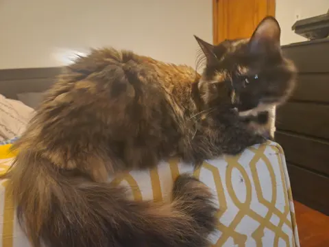 Photo of Cloaker’s cat 3